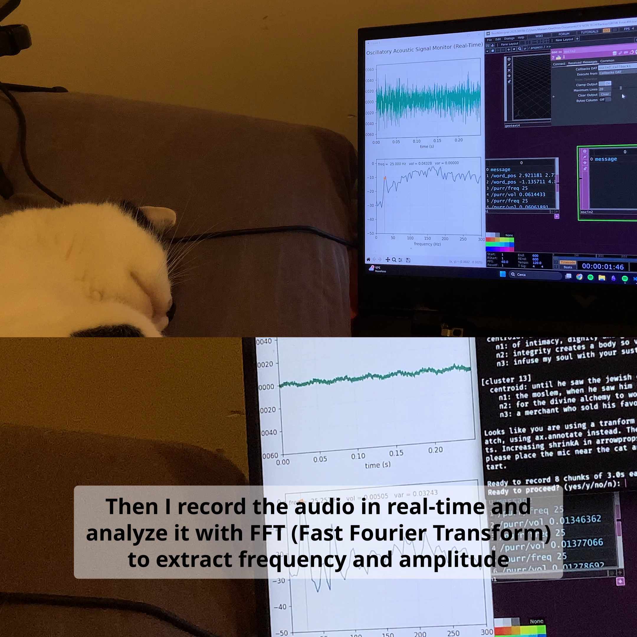 Astrofeline Zairja detail